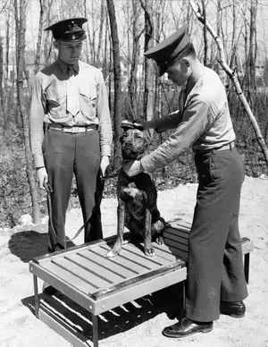 Guard dog April 29, 1943