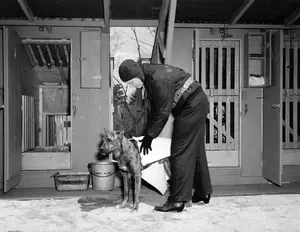 Guard dog kennels April 29, 1943